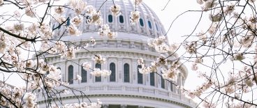 capitol dome in distance with cherry blossoms