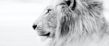black and white photo of a lion's profile