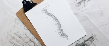image of human spine illustration